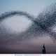 Illustration for article titled Photographer transforms plastic bags into beautiful bird flocks